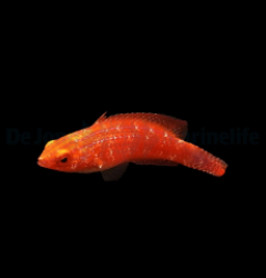 Cirrhilabrus joanallenae (female)