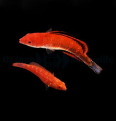 Cirrhilabrus joanallenae (Pair)