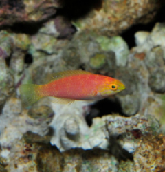 Cirrhilabrus johnsoni (female)