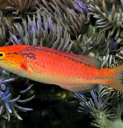 Cirrhilabrus johnsoni (male)