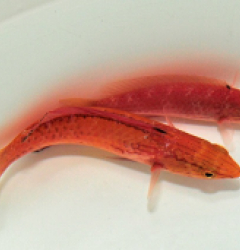 Cirrhilabrus johnsoni (Pair)