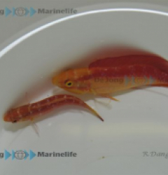 Cirrhilabrus jordani (Pair)