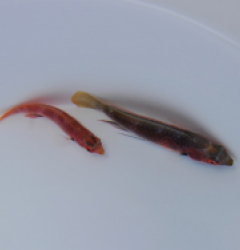 Cirrhilabrus katherinae (Pair)