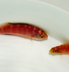 Cirrhilabrus katoi (Pair)