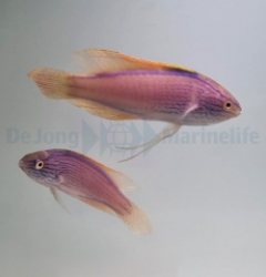 Cirrhilabrus lineatus (Pair)