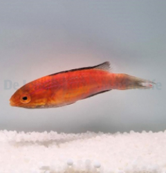 Cirrhilabrus lunatus (male)