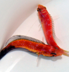 Cirrhilabrus lunatus (Pair)