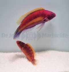 Cirrhilabrus luteovittatus (Pair)