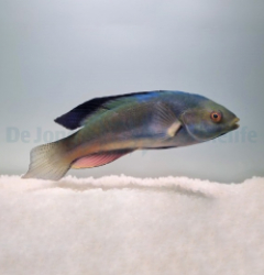 Cirrhilabrus melanomarginatus