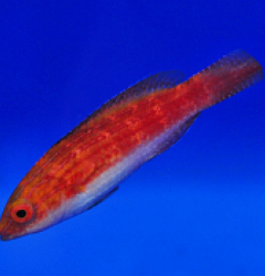 Cirrhilabrus naokoae (female)