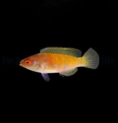 Cirrhilabrus rhomboidalis (female)