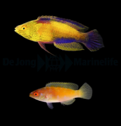 Cirrhilabrus rhomboidalis (Pair)