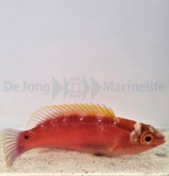 Cirrhilabrus roseafascia (female)