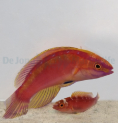 Cirrhilabrus roseafascia (Pair)