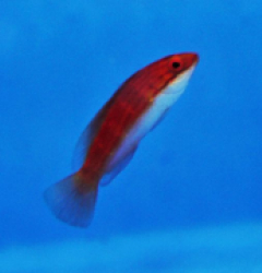 Cirrhilabrus rubeus (female)