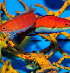 Cirrhilabrus rubeus (Pair)