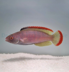 Cirrhilabrus rubrimarginatus