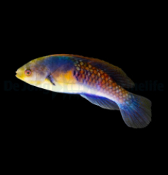 Cirrhilabrus ryukyuensis