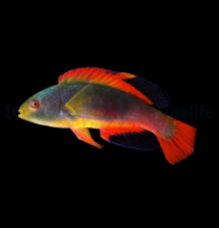 Cirrhilabrus scottorum