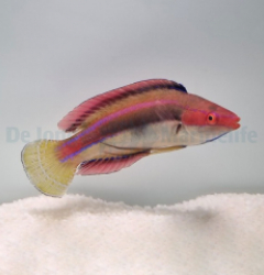 Cirrhilabrus temminckii