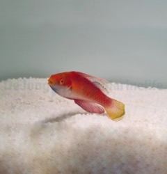 Cirrhilabrus tonozukai (male)