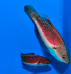 Cirrhilabrus tonozukai (Pair)