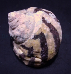 Cittarium pica (Show)
