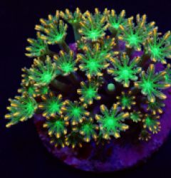 Clavularia spp. (Orange) (Striped)