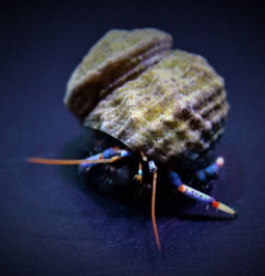 Clibanarius tricolor