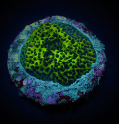 Montipora danae (Colored Polyp) (frag)