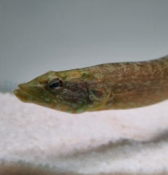 Congrogradus subducens