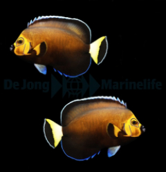 Chaetodontoplus conspicillatus (pair)