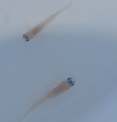 Coryphopterus lipernis