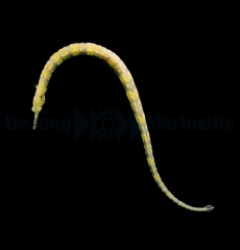 Corythoichthys haematopterus