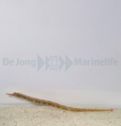 Corythoichthys intestinalis