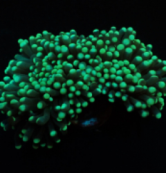 Euphyllia cristata (Green) (Premium)