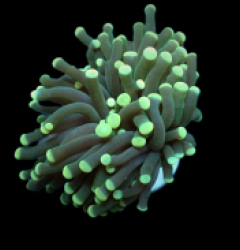 Euphyllia cristata (Green) (Premium) (1 hd.)