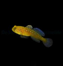 Cryptocentrus cinctus - DJM Bred