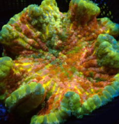 Cryptodendrum adhaesivum (Ultra) pb 318