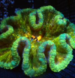 Cryptodendrum adhaesivum (Ultra) pb 638