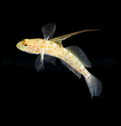 Ctenogobiops tangaroai