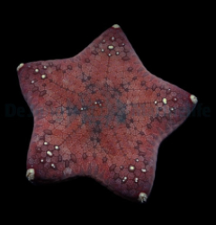 Culcita novaeguineae