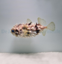 Cyclichthys orbicularis