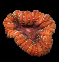 Cynarina lacrymalis (Special Colored) (L) pb 080