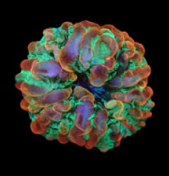 Cynarina macassarensis (Tangerine Marmalade) (M-L) o 219