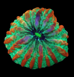 Cynarina macassarensis (Tangerine Marmalade) (M-L) o 415