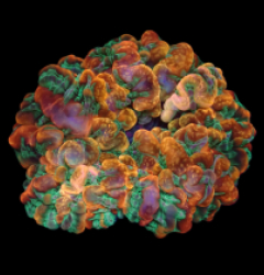 Cynarina macassarensis (Tangerine Marmalade) (M-L) o 633