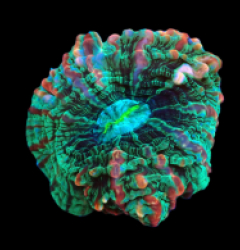 Cynarina macassarensis (Tangerine Marmalade) (M) pb 181