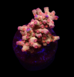 Cyphastrea decadia (frag)