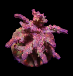 Cyphastrea decadia (frag) o 225